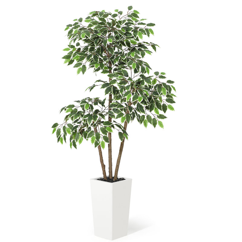 150cm Plant
