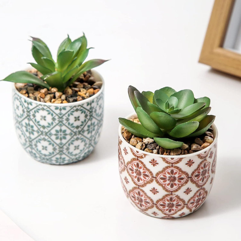 8.26cm Plant