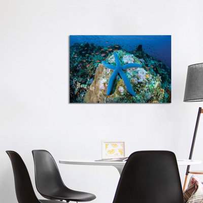 A Blue Starfish Clings to a Coral Reef in Indonesia 1 Piece Wrapped Canvas Wall Art
