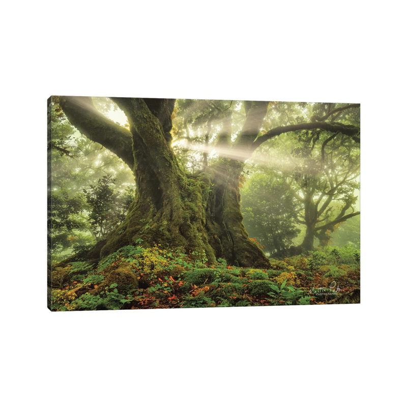 One-Two Tree by Martin Podt - Wrapped Canvas Gallery-Wrapped Canvas Giclée, 66.04 cm H x 45.72 cm W x 1.91 cm D