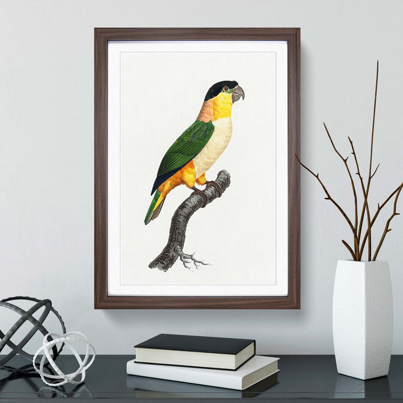 A Black-Headed Parrot by F. Levaillant - Framed Print, 45cm H x 33cm W x 2cm D, Walnut Framed