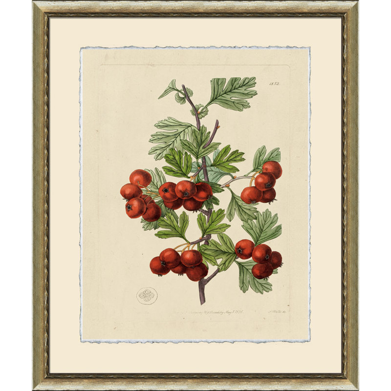 Wilts Red Berries IV - cadre photo, impression sur papier