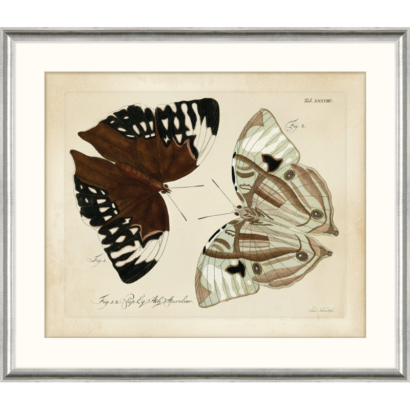 « Naturaliste Butterfly III » Oken, reproduction d’art sur papier