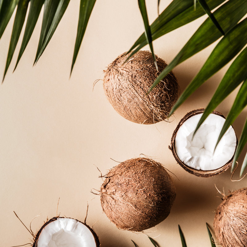Coconuts - Wrapped Canvas Print, 91cm H x 91cm W x 3.8 cm D