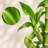 Spiral Lucky Bamboo