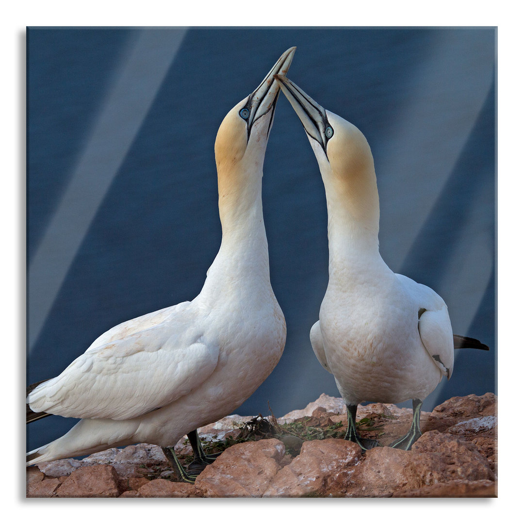 Glasbild Außergewöhnliche Vögel am Meer