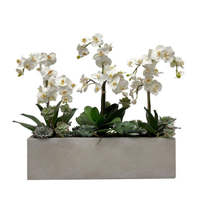 Orchid Succulent In Rectangle Planter