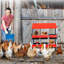 Egg Boxes & Baskets