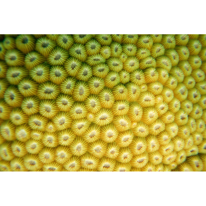 Star Coral Yellow Close Up by Searsie - Wrapped Canvas Print, 61cm H x 91cm W