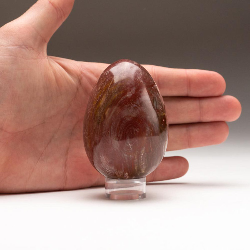 Petrified Wood Egg, 3" H x 2" W x 2" D, Yellow/Brown