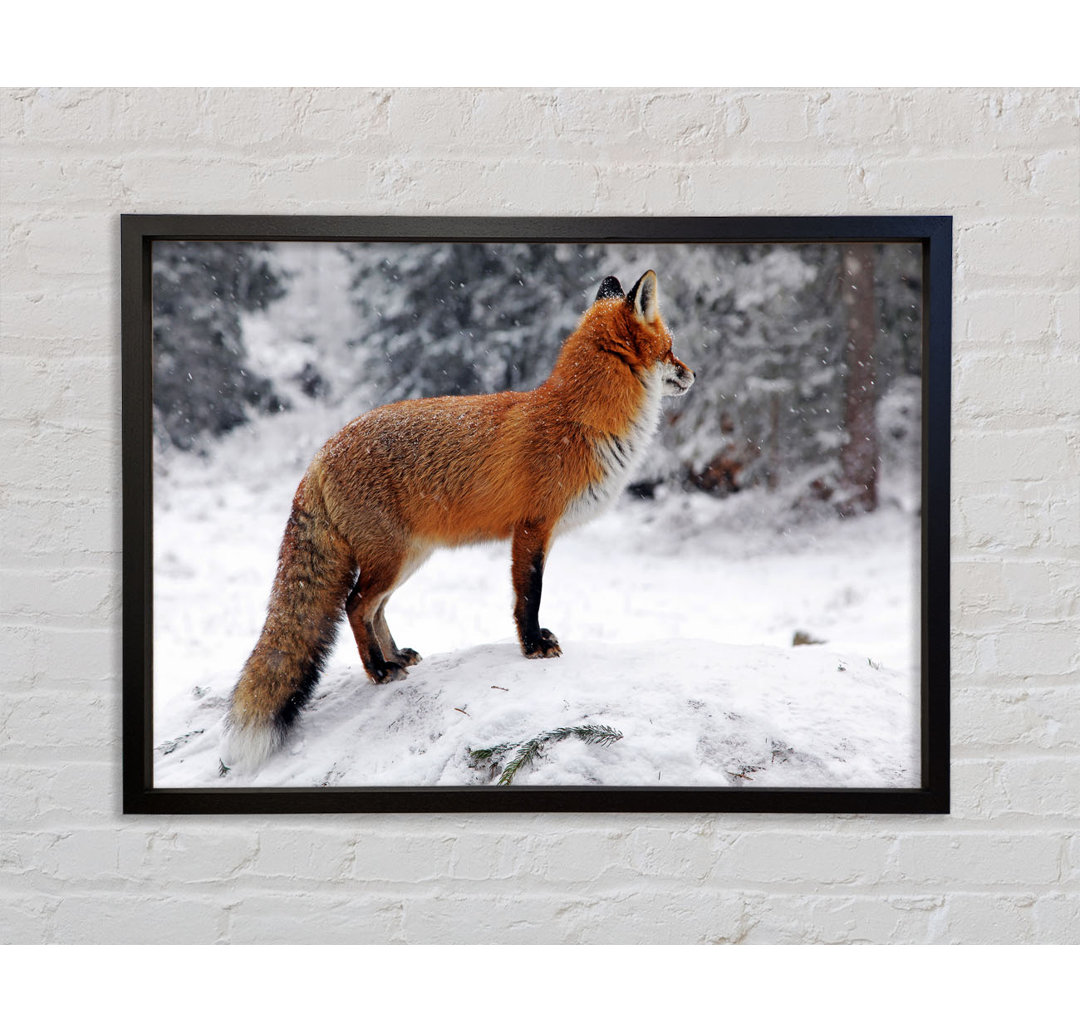 Winter Snow Fox - Einzelner Bilderrahmen Kunstdrucke auf Leinwand