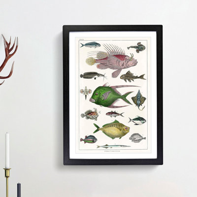 Various Fishes XXXIII by Oliver Goldsmith - Picture Frame Painting Print