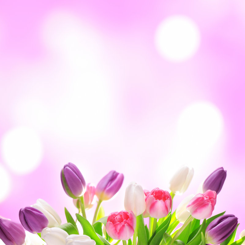 Colorful Tulips On Twinkled Illuminated Background by Moncherie - No Frame Art Prints on Canvas, 30cm H x 30cm W