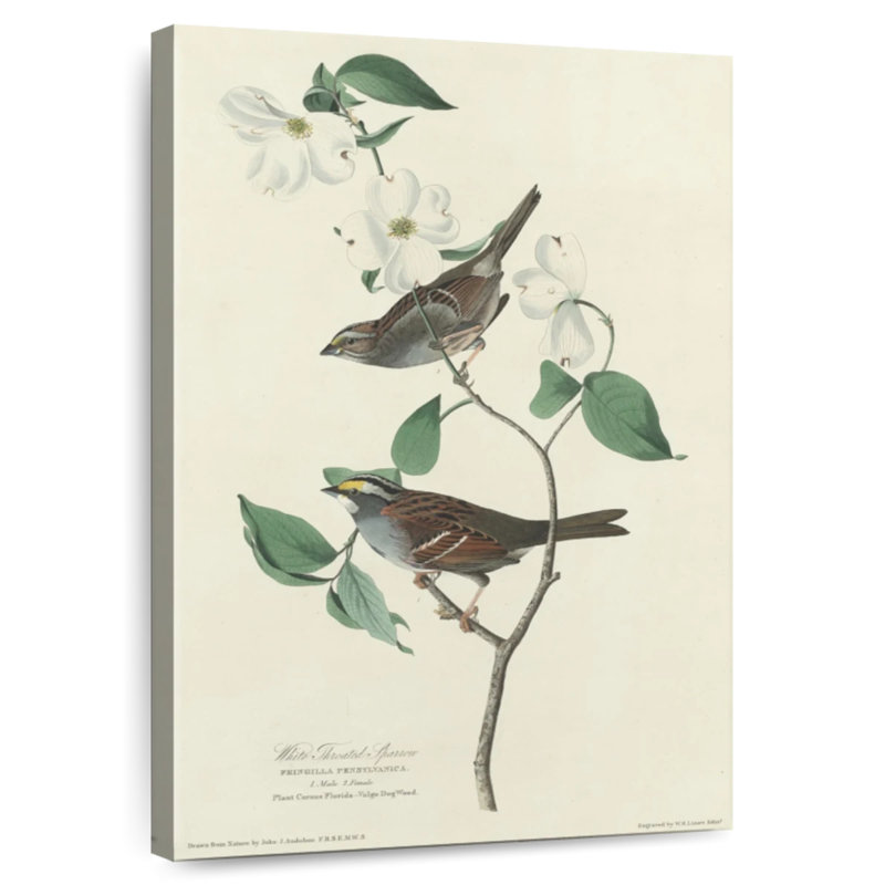 Brampt White Throated Sparrow, 48" H x 32" W