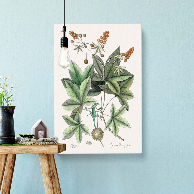 Green Lizard by Mark Catesby - Wrapped Canvas Print, 50cm H x 35cm W x 3cm D