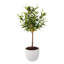 28'' Faux Olive Tree Tree in Pot