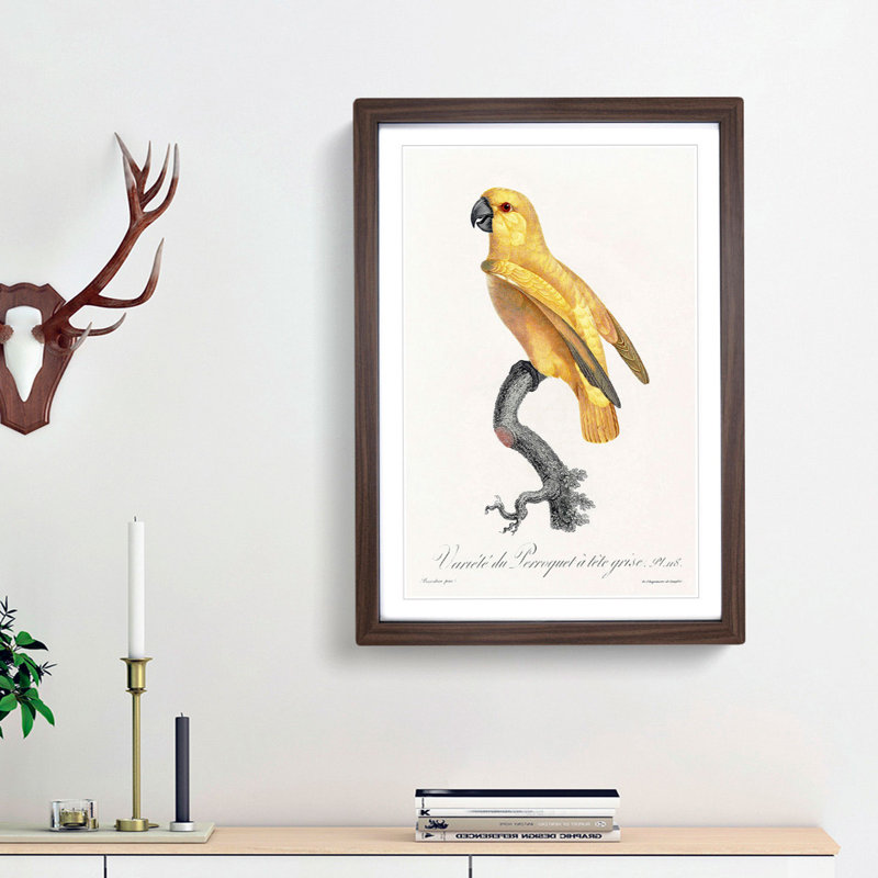 Senegal Parrot by F. Levaillant - Picture Frame Painting Print, 48cm H x 36cm W x 2cm D, Walnut Framed