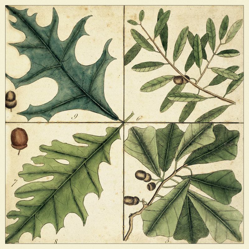 Catesby Leaf Quadrant III by Mark Catesby - Wrapped Canvas Painting, 76cm H x 76cm W