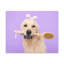 «Funny Golden Retriever Bathee», art mural sur toile-741912518