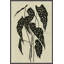 Begonia Giclee Print by Susan Hable