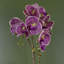 Plant-107235574