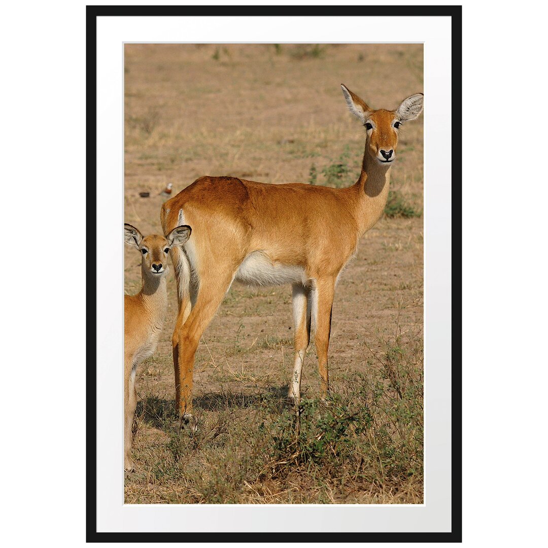 Gerahmtes Poster Indische Gazelle mit Jungtier