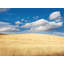 Palouse Autumn Field Print by Bruce Heinemann-65858968-132434044