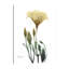 Ocre Bloom 2 - Wrapped Canvas Print-614048681