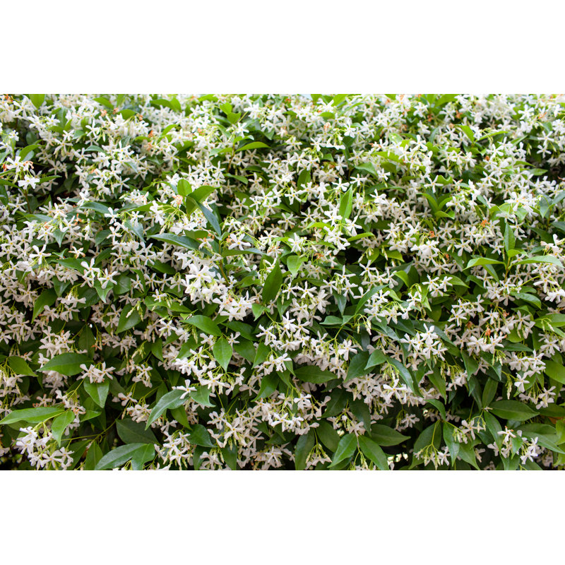 Star Jasmine (Trachelospermum Jasminoides) - Wrapped Canvas Print, 30cm H x 46cm W