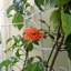 Ensemble de 2 treillis de jardin en métal Charlyn-238430634-253331873