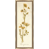 Napa Valley 1872 Herbarium X Print