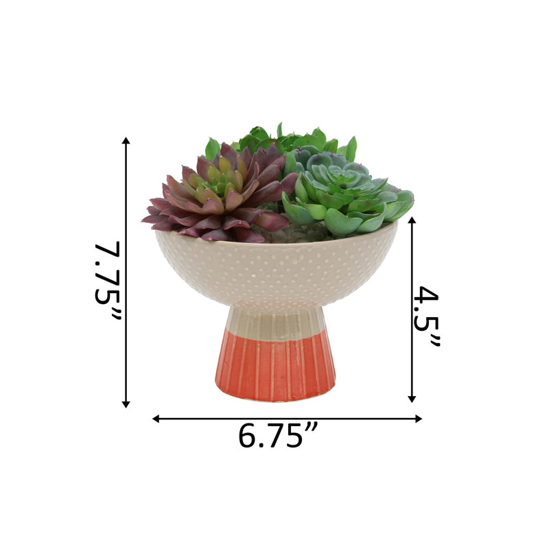 Succulent dans un pot de fleurs, Beige/Orange