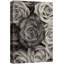 «Premium Monochromatique Roses Ped Luxurious» sur-99544025