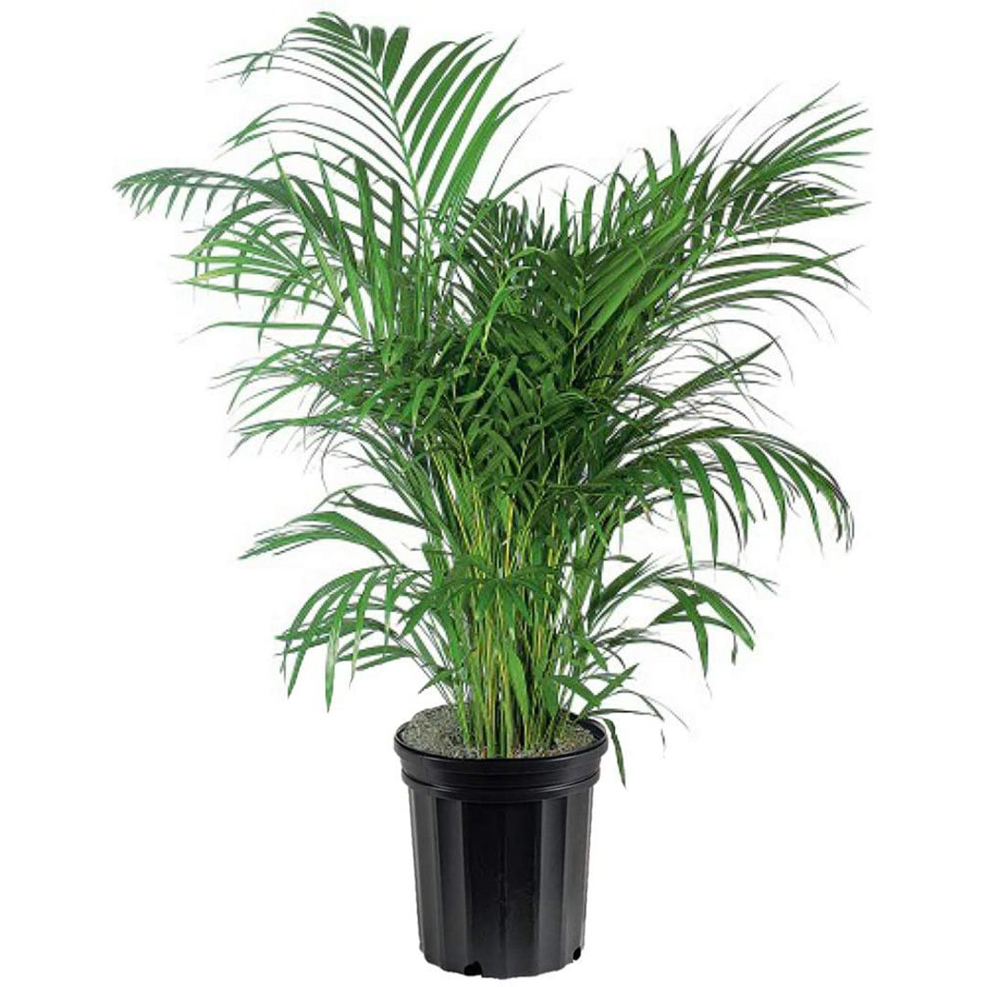 https://assets.wfcdn.com/im/24758094/compr-r85/1642/164297146/american-plant-exchange-areca-palm-tree-large-live-houseplant-10-inch-pot-elegant-indoor-plant-perfect-for-home-office.jpg