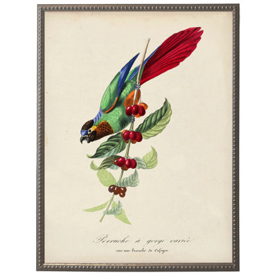 Vintage parakeet and flower print on a distressed background in a beaded pewter frame sized 16x20