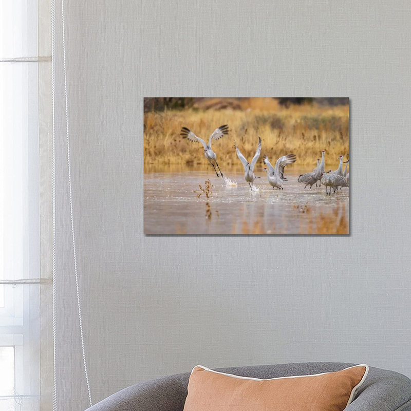New Mexico, Bosque del Apache National Wildlife Refuge. Sandhill cranes take flight from water. 1 Piece Wrapped Canvas Wall Art
