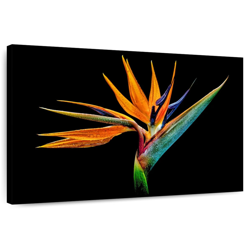 Harnek Strelitzia particulier, H 32 po x l 48 po