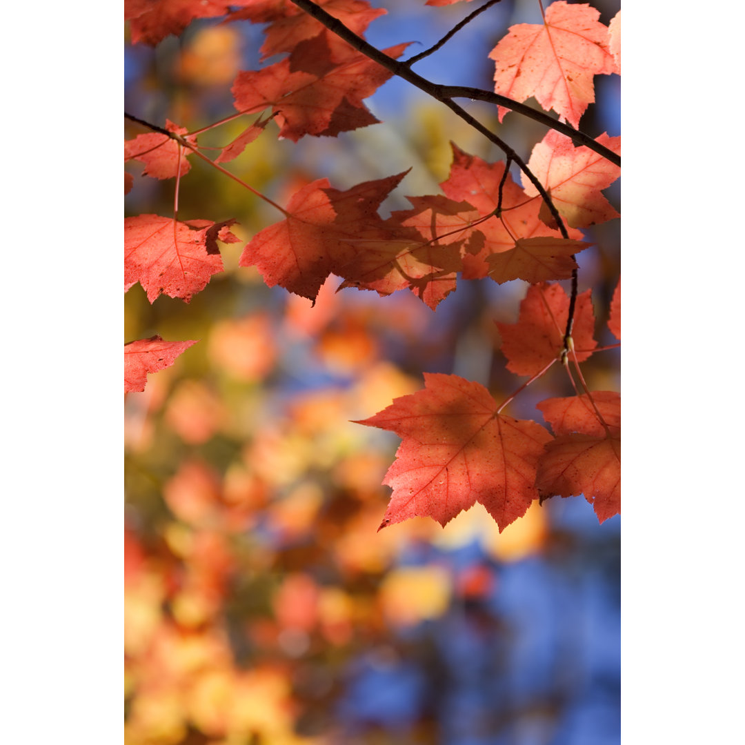 Lebendige Herbstblätter - Druck