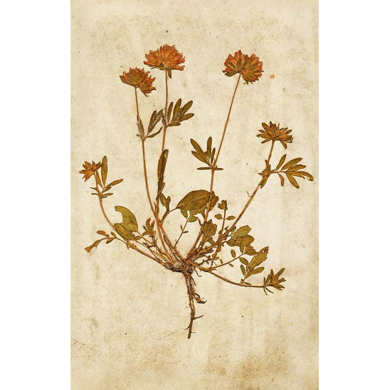 Pressed Flowers VI Print by Michelle Bennett, Glass Coat, 38" H x 24" W x 1.5" D