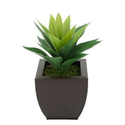 Plante grasse artificielle 7 po en pot