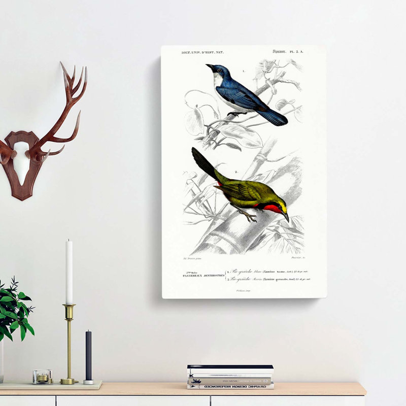 Bird Illustrations PL. 2a by Charles D Orbigny - Wrapped Canvas, 50cm H x 35cm W x 3cm D