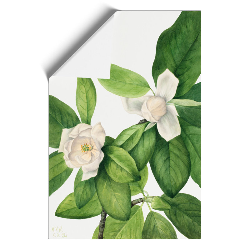 Sweetbay by Mary Vaux Walcott - Frameless Print, 30cm H x 21cm W x 0.1cm D