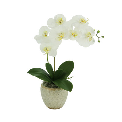 Orchid Arrangement In A Ceramic Vase With Orchid Leaves