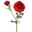 Ranunculus Clooney 19 po Just Cut -1336727396