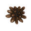 Compactum Succulent Wall Art, Imperial Bronze