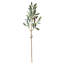 Tarik Olive Stem