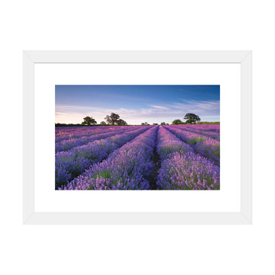 " Lavender Field " by Adam Burton