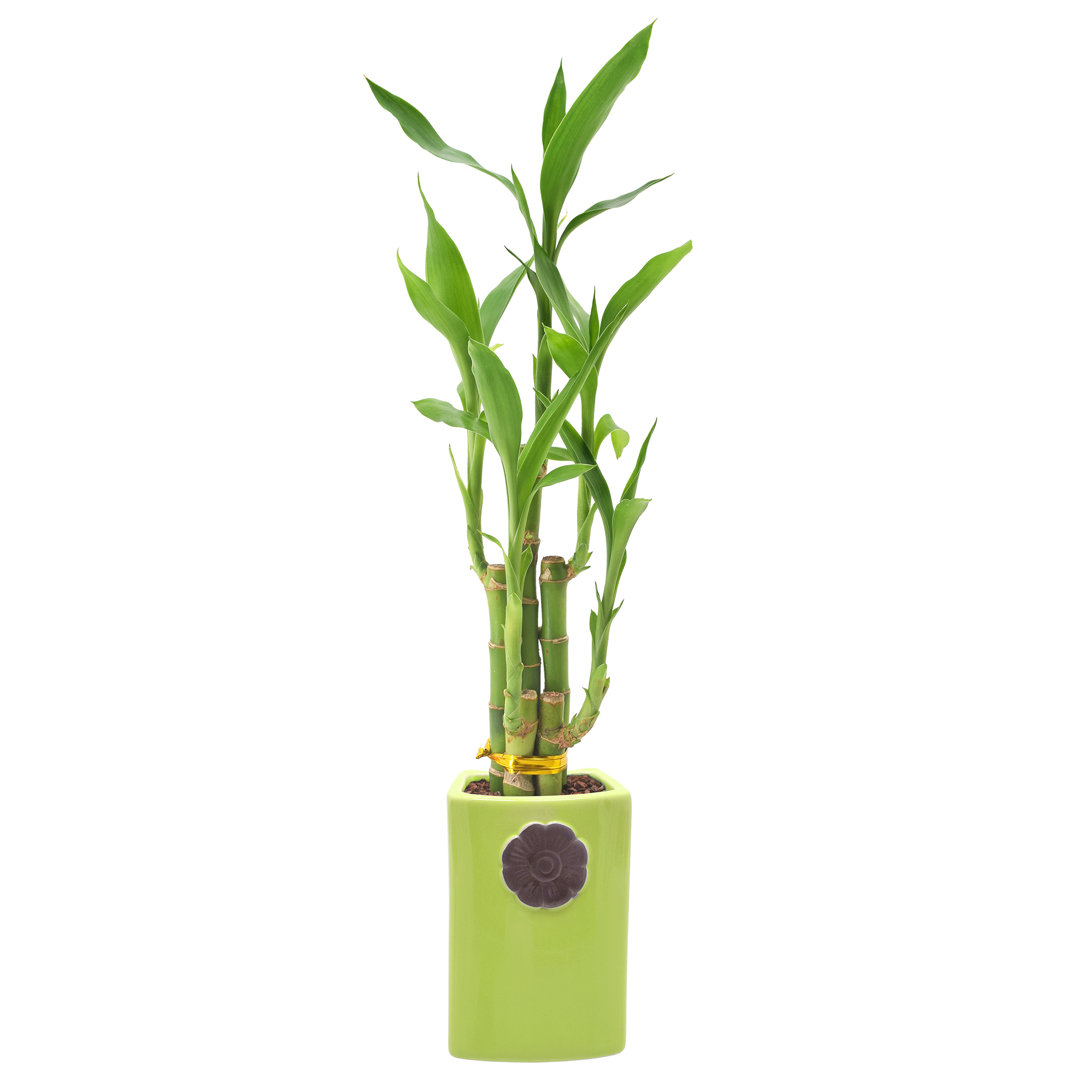 Arcadia Garden Products Live Bamboo Plant in Ceramic Pot Arcadia Garden Products