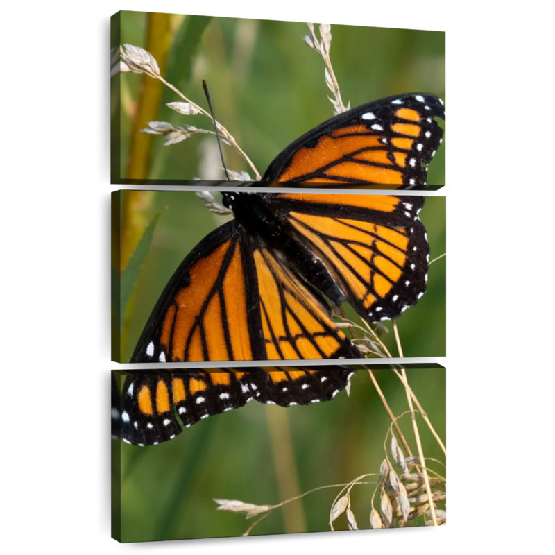 Brampt Monarch Butterfly Up Close, 74" H x 48" W