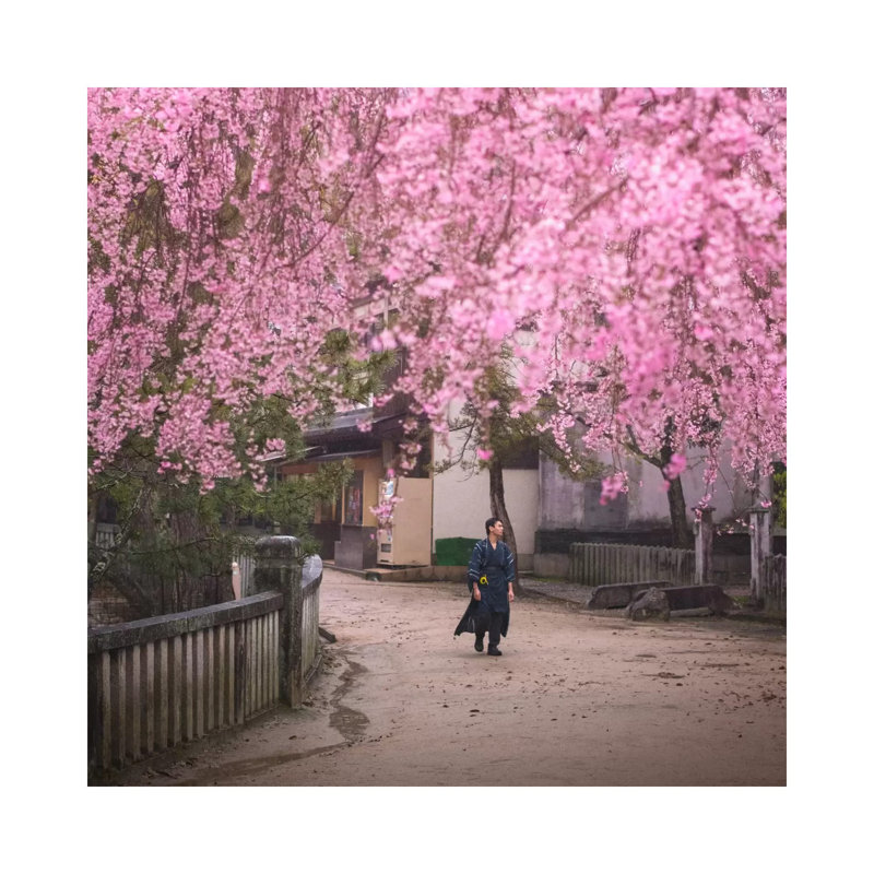 Spring In Japan II by Daniel Kordan - Wrapped Canvas Print, 45.72 cm H x 45.72 cm W x 1.91 cm D